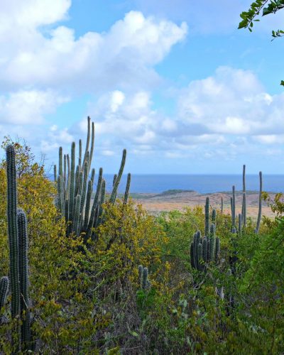 Christoffelpark cactus