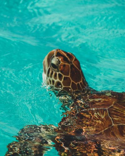 jorgen-hendriksen-jG094uSo6u0-unsplash jorgen-hendriksen-jG094uSo6u0-unsplash